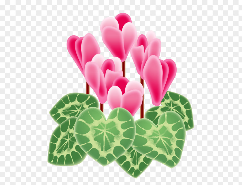 Flower Cyclamen Persicum Floral Design New Year Card Art PNG