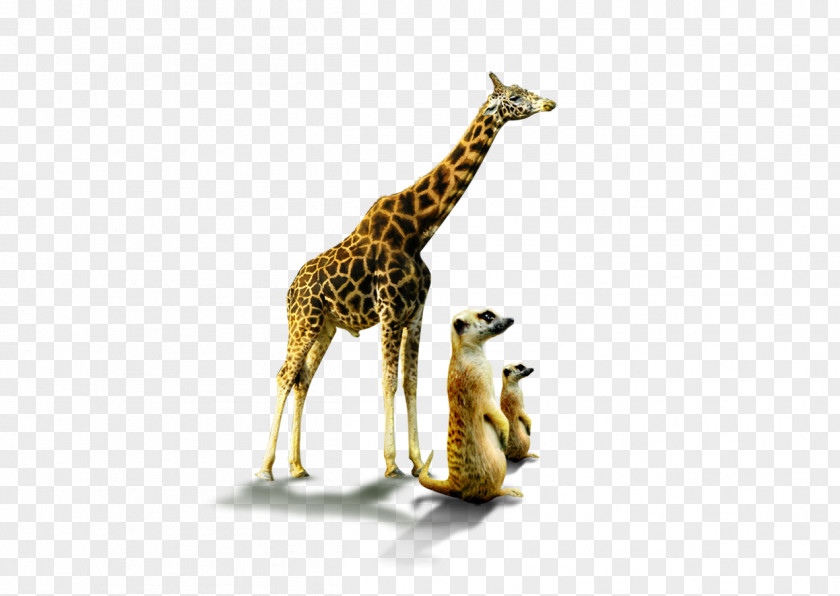 Lion Northern Giraffe Image Clip Art PNG