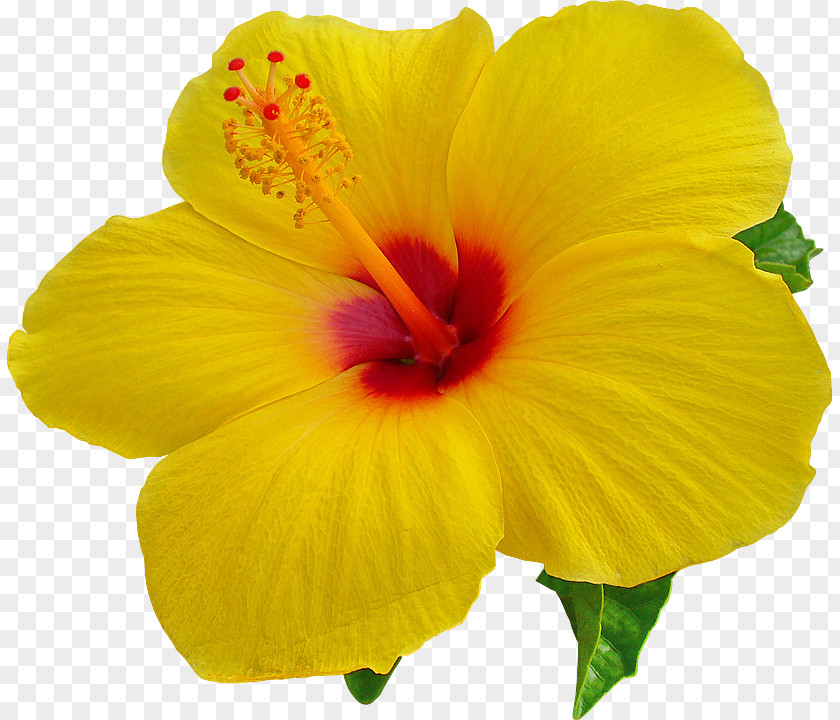 Tropical Flower Hawaii Desktop Wallpaper Hibiscus Clip Art PNG