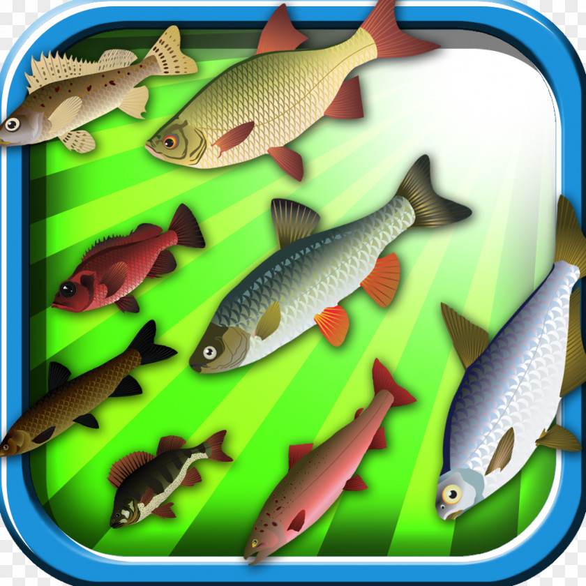 Fisherman Sardine Ecosystem Marine Biology Fauna Feeder Fish PNG