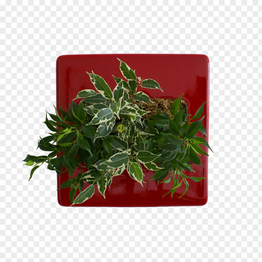 Flowerbox Flowerpot Rectangle Herb PNG