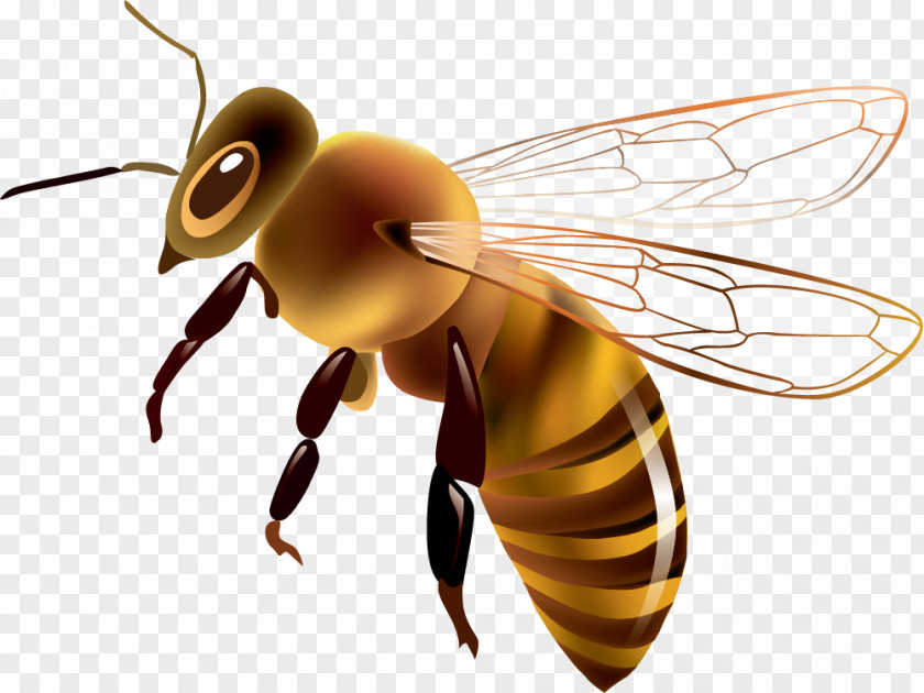 Painted Yellow Bee Western Honey Euclidean Vector Drawing Clip Art PNG