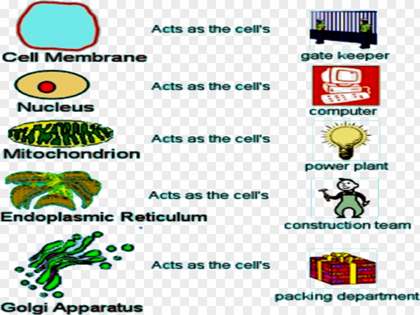 Science Cell Biology Microfilament PNG