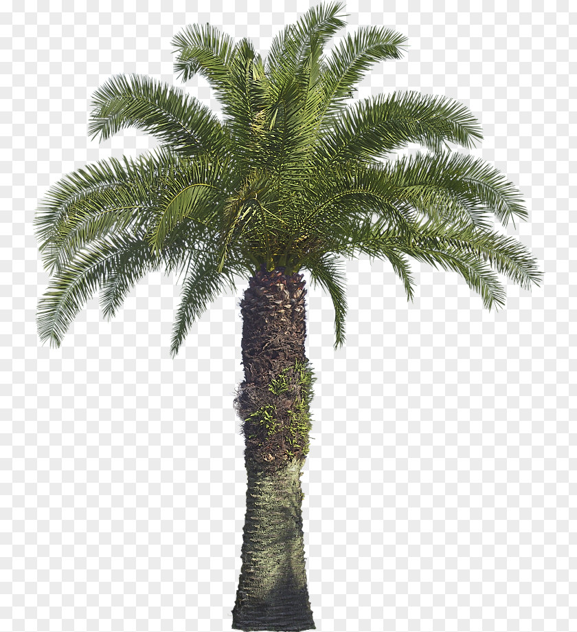 Tree Arecaceae Coconut Babassu Areca Palm PNG