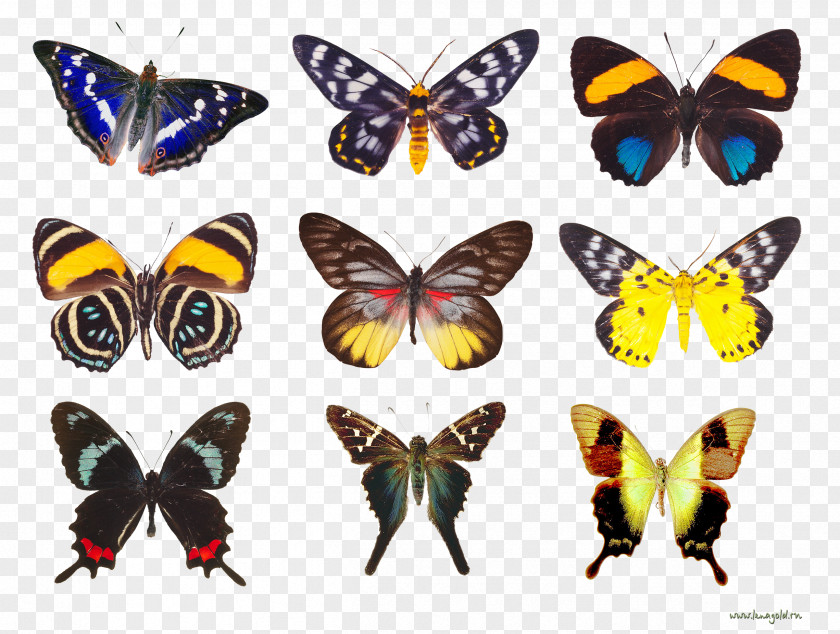 Butterfly Moth Insect Nymphalidae Clip Art PNG