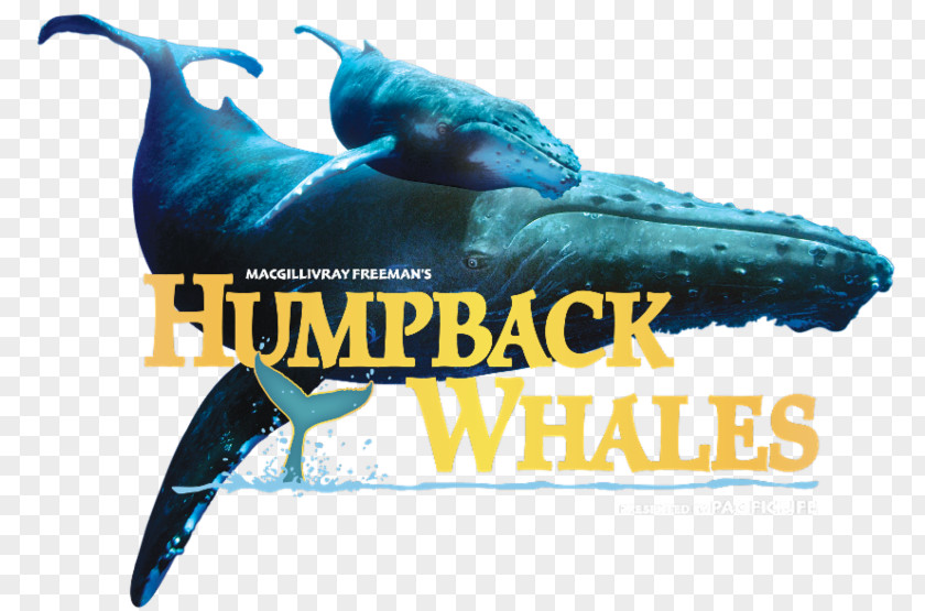 Dolphin Humpback Whale Cetacea Colorado Springs Amendment 64 PNG