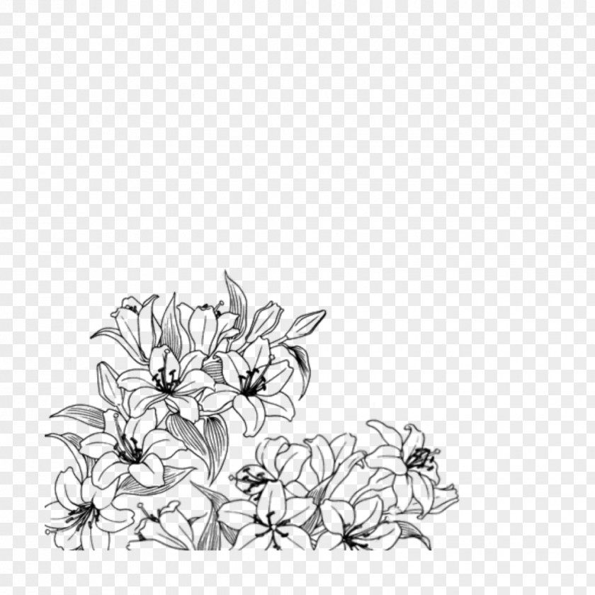 Petal Wildflower Line Art Flower Plant Drawing Coloring Book PNG