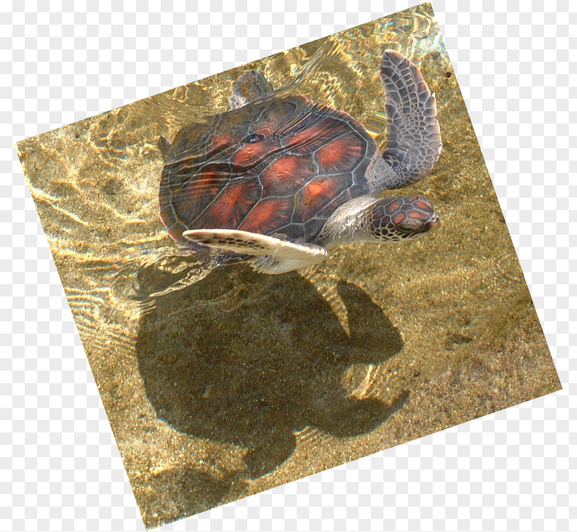 Turtle Tortoise Pond Turtles Loggerhead Sea PNG