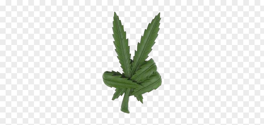 Cannabis Peace Symbols Leaf Smoking Clip Art PNG