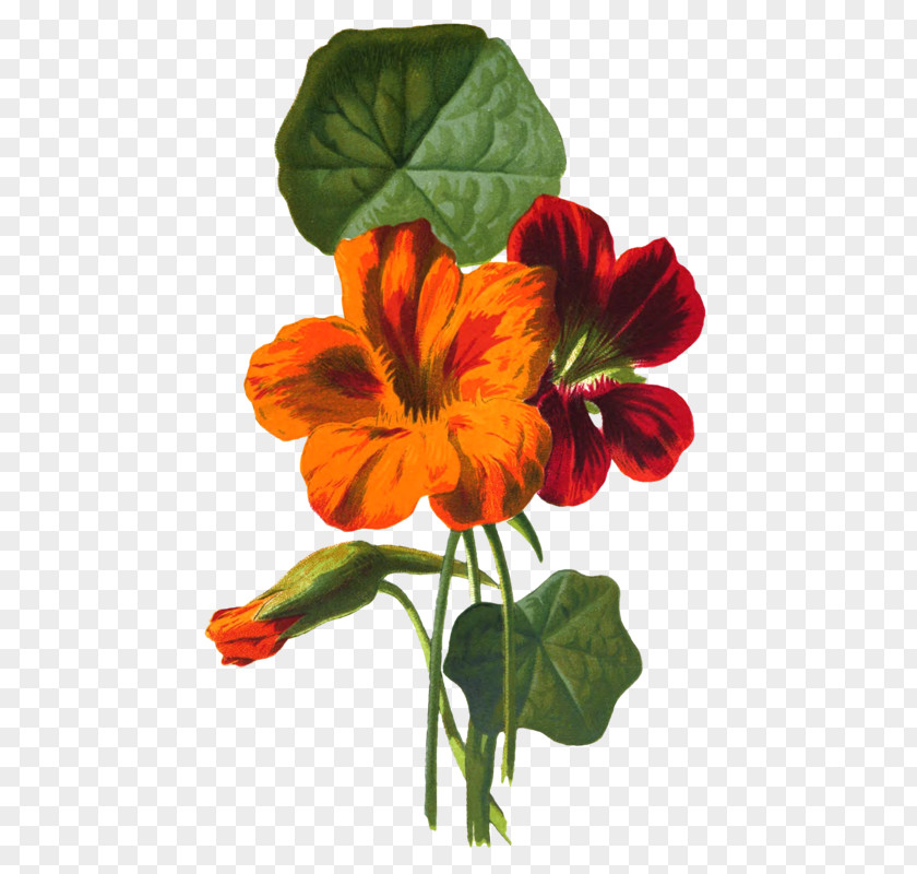 Flower Botany Botanical Illustration PNG