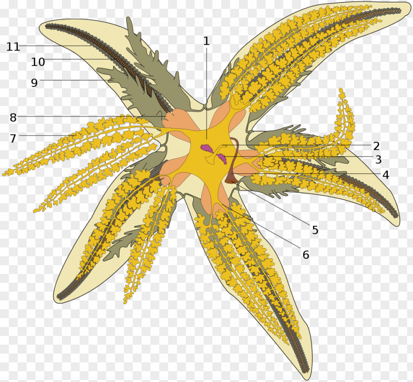Starfish Common Echinoderm Madreporite Water Vascular System PNG