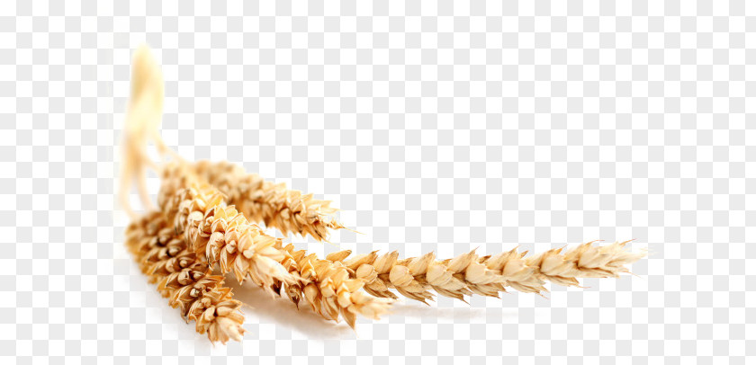 Wheat Rice Common Maize Cereal Bran Oat PNG