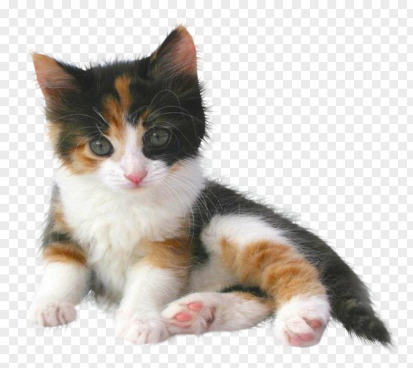 IT Balinese Cat Kitten Munchkin Puppy Abyssinian PNG