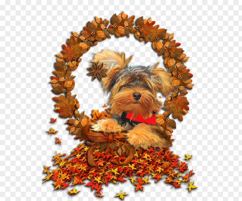 Modern Letter Head Yorkshire Terrier Autumn GIF Image Puppy PNG