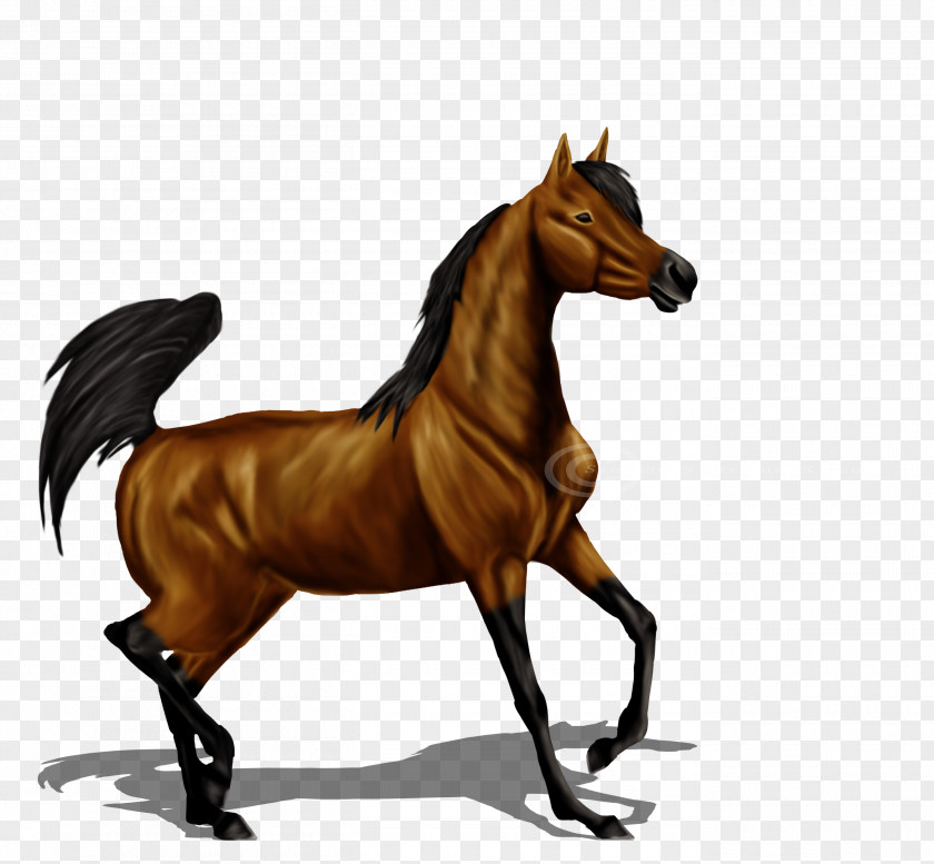 Sana Foal Mustang Stallion Mare Friesian Horse PNG