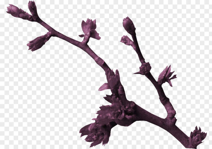 Tree Buds Twig Bud Silhouette PNG