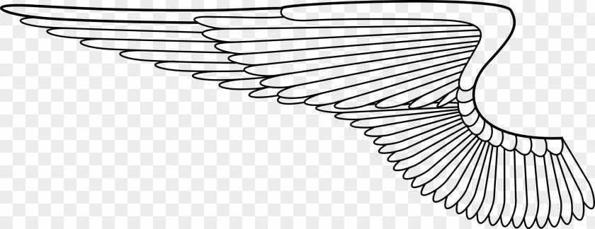 Wings Drawing Clip Art PNG