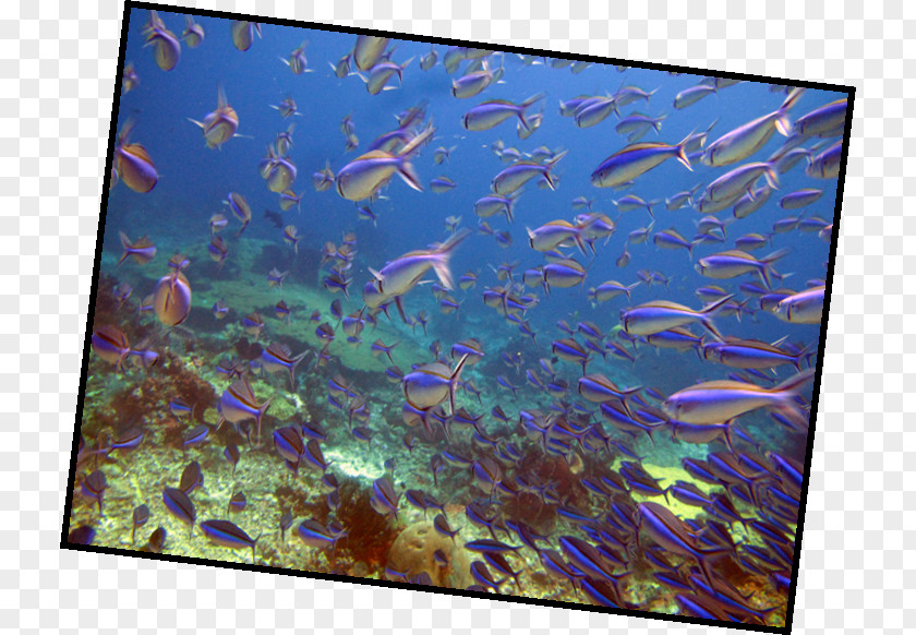 Balinese Cartoon Komodo Sumbawa Tulamben Ecosystem Scuba Diving PNG
