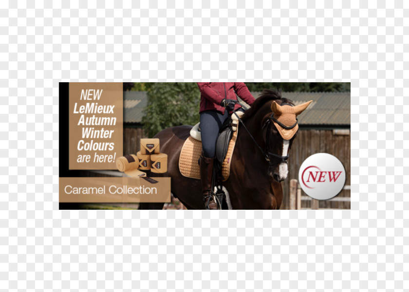 New Autumn Products Horse Bridle Stallion Equestrian Caramel PNG