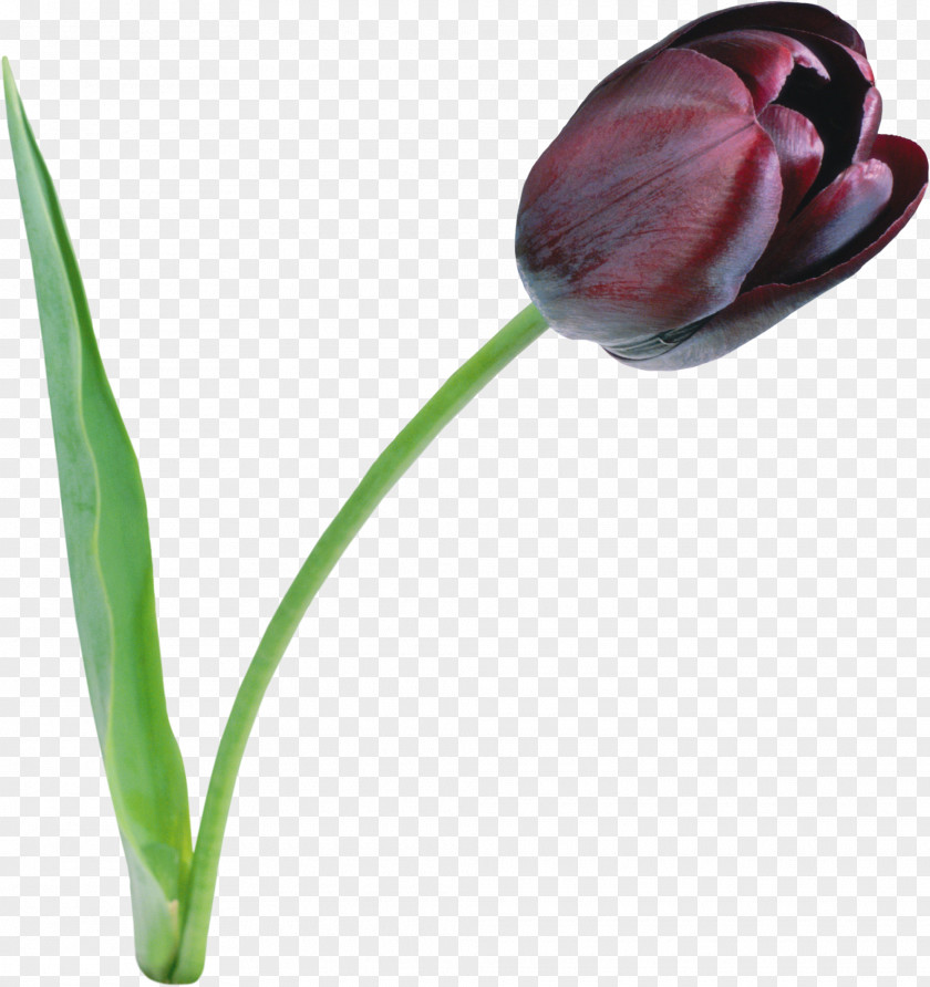 Tulip The Black Flower Clip Art PNG