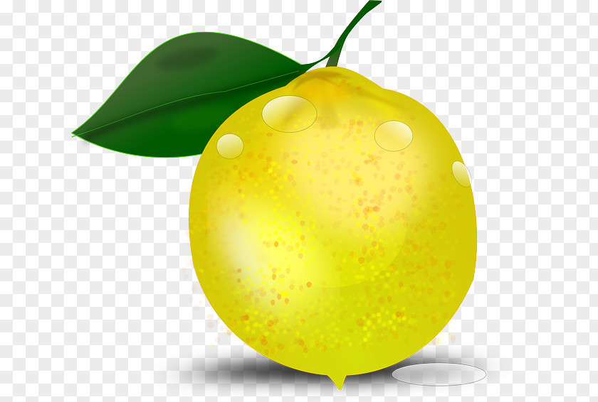 Drawing Summer Tropical Plants Lemon Clip Art PNG