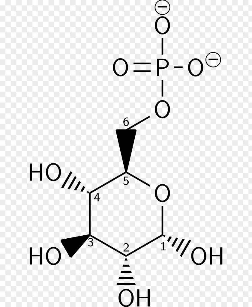 MolÃ©cule Glucose 6-phosphate Glycolysis L-Glucose Fischer Projection PNG