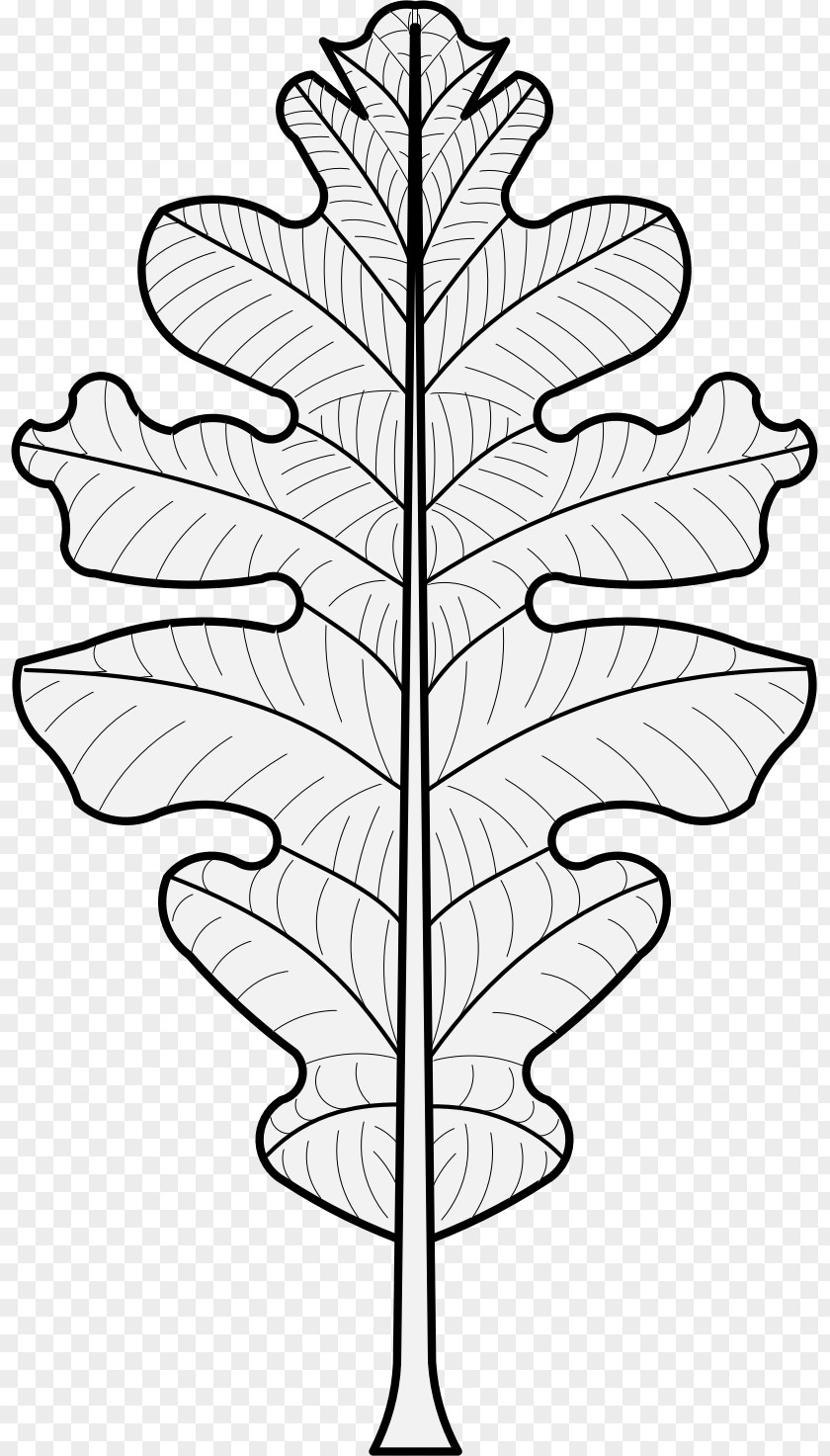 Oak Leaf Plant Stem Heraldry Clip Art PNG