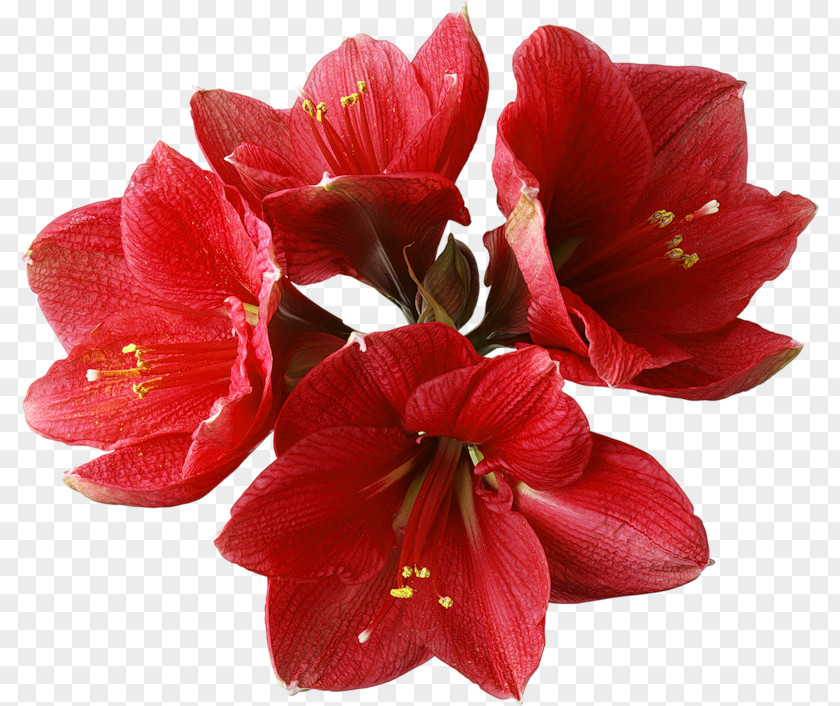 Red Orchid Clipart A Theatre Clip Art PNG