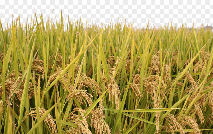 Rice Paddy Field PNG