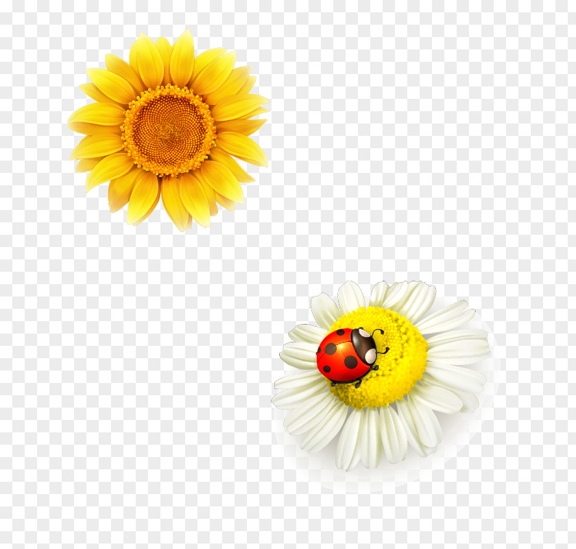 Sunflower Everglades Wonder Gardens Illustration PNG