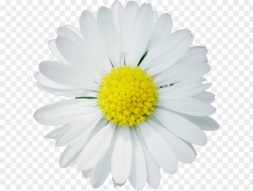 Chamomile Daisy Family Oxeye Clip Art PNG