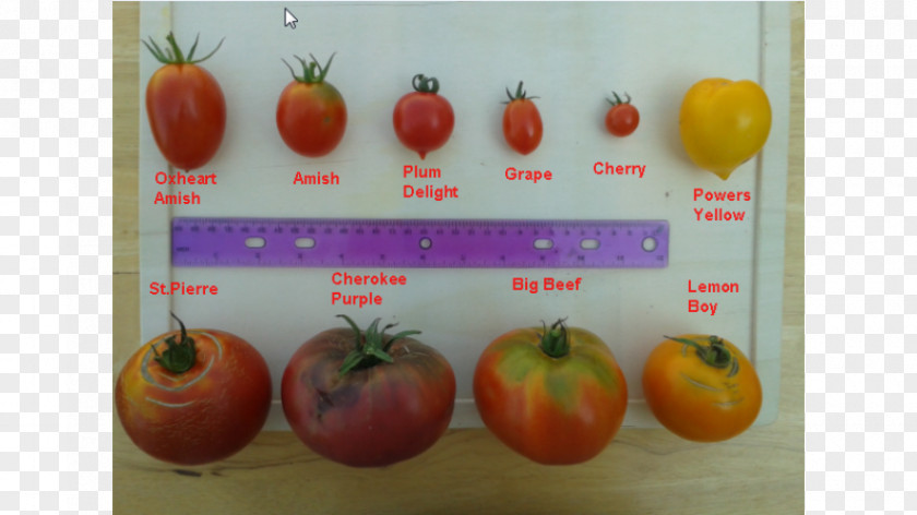 Cherry Tomato Heirloom Food Beefsteak Plant PNG