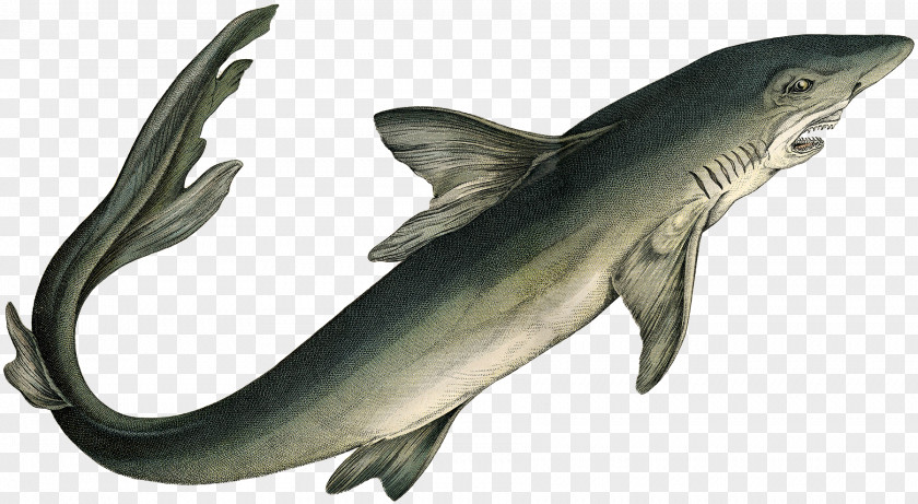 Deep Sea Creatures Squaliform Sharks Requiem Graphic Arts Marine Mammal PNG