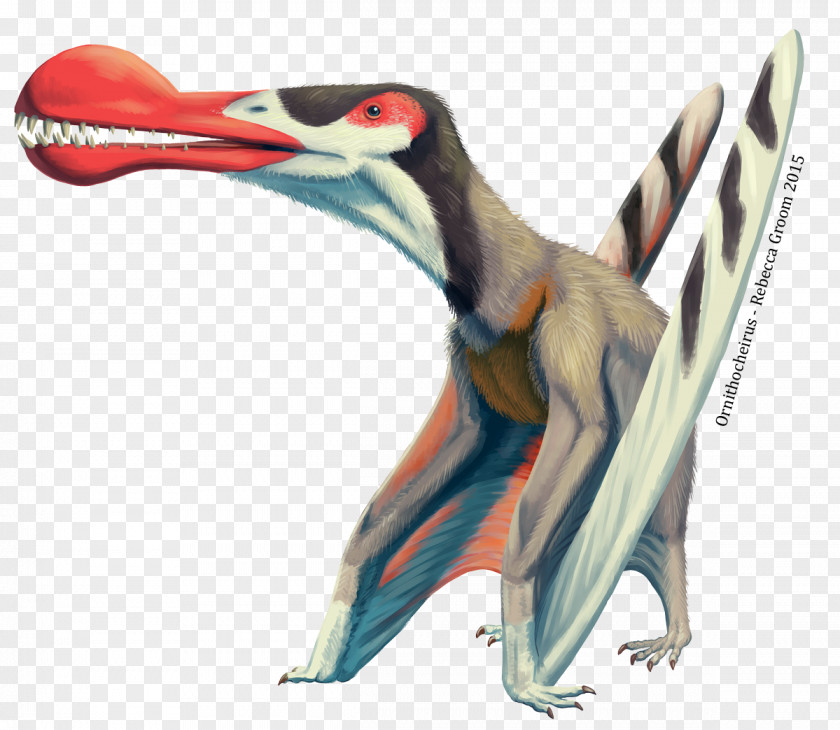 Dinosaur Ornithocheirus Pterosaurs Quetzalcoatlus Anhanguera PNG