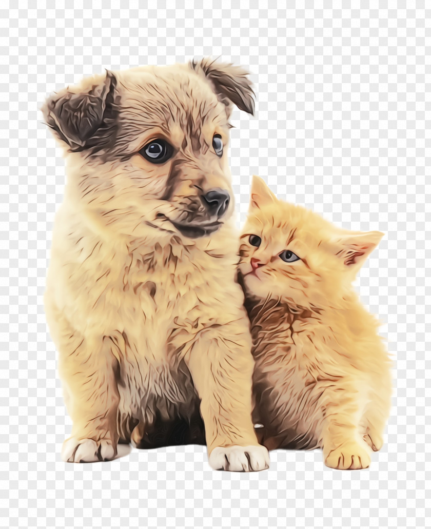 Dog Breed Kitten Cat Puppy PNG