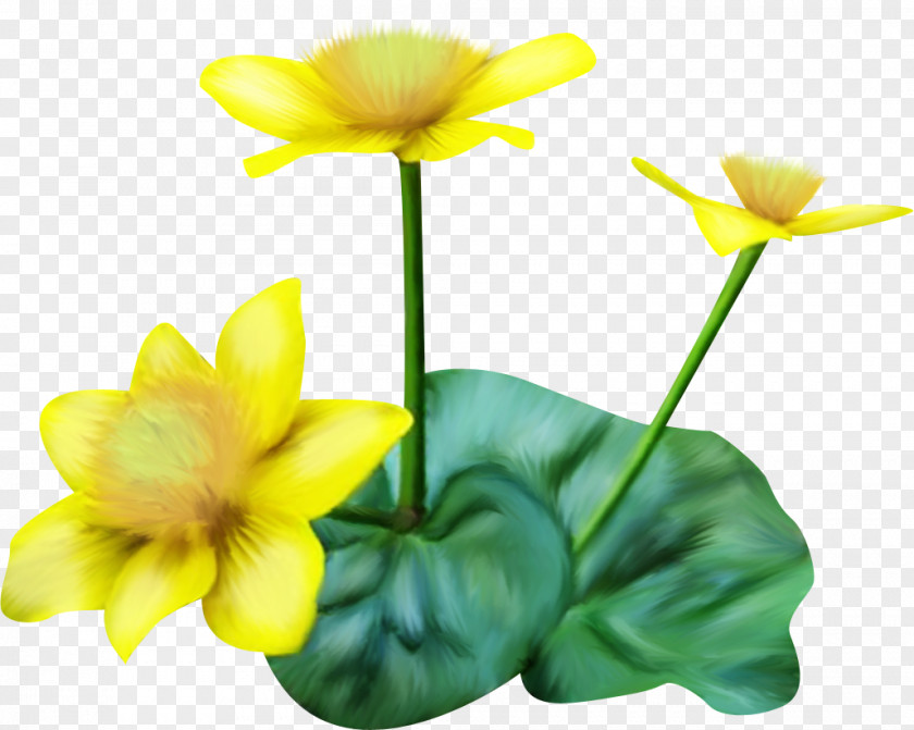 Flower Petal Cut Flowers Plant Clip Art PNG