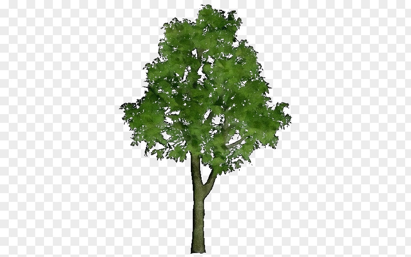 Oak Plant Stem Tree Leaf PNG