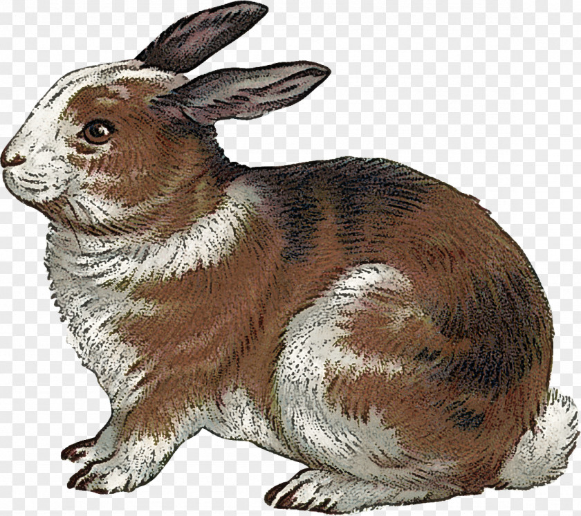 Rabbit Rabbits And Hares Hare Animal Figure Snowshoe PNG