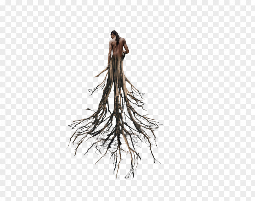 Tree Root Trunk Populus Nigra PNG