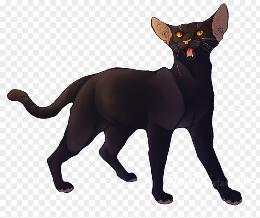 Use Your Illusion I Black Cat Havana Brown Burmese Domestic Short-haired Whiskers PNG