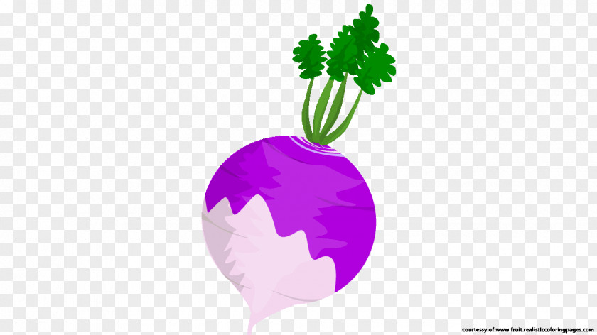 Beetroot The Turnip Food TeachersPayTeachers PNG