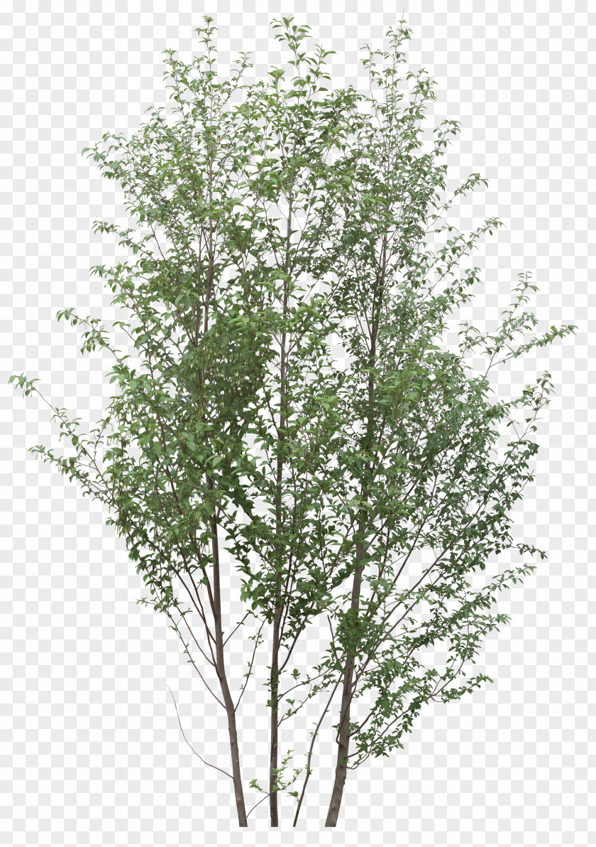 Bushes Tree Plant Twig Clip Art PNG