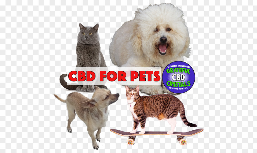 Cat Dog Breed Cannabidiol Cannabinoid PNG