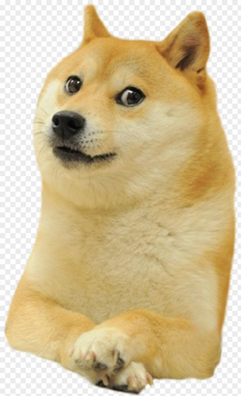 Deal With It Shiba Inu World Of Warcraft Doge Snake Dogecoin PNG
