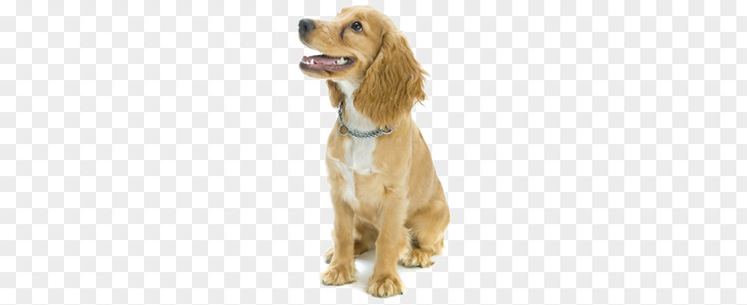 Dogs PNG clipart PNG