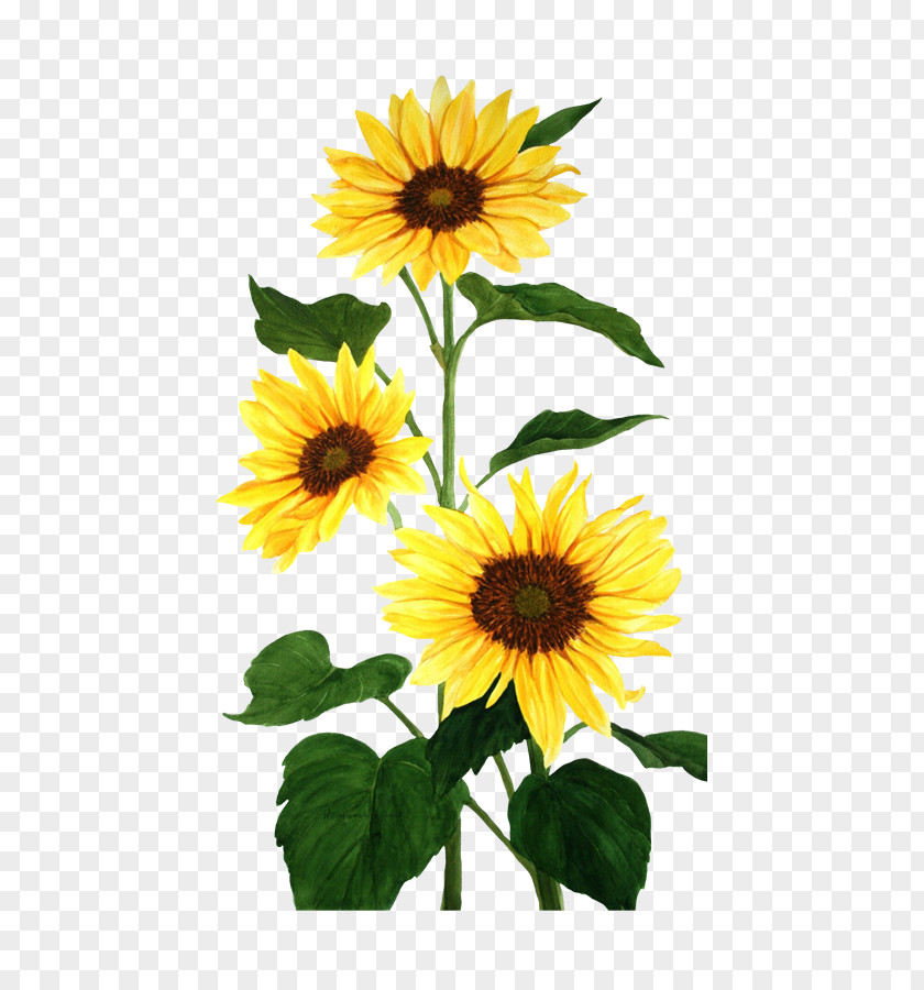 Sunflower Common Watercolor Painting PNG