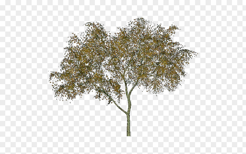 Tree Twig Black Alder Abies Alba Tilia Cordata PNG