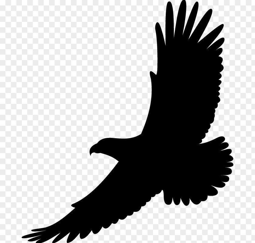 Eagle Wings Tattoo Bird Drawing White-tailed Bald PNG