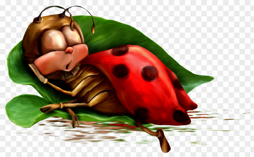 Ladybug Night Animation Morning Photography PNG