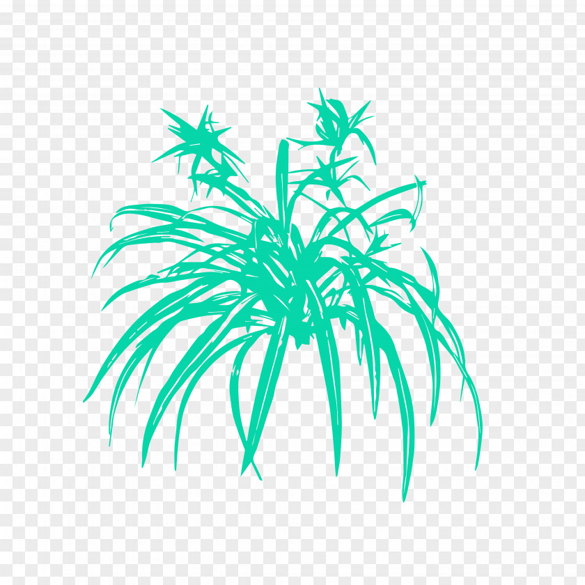 Plants Palm Trees Chlorophytum Comosum Succulent Plant Leaf PNG